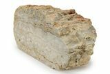Paleoproterozoic Stromatolite (Eucapsiphora) Section - Australia #239959-1